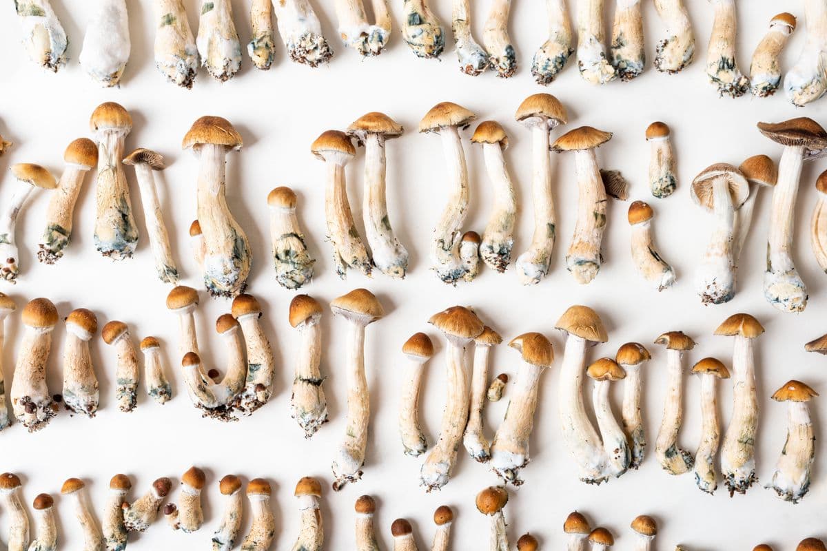 Psychedelic Mushrooms: Tools, Not Magic