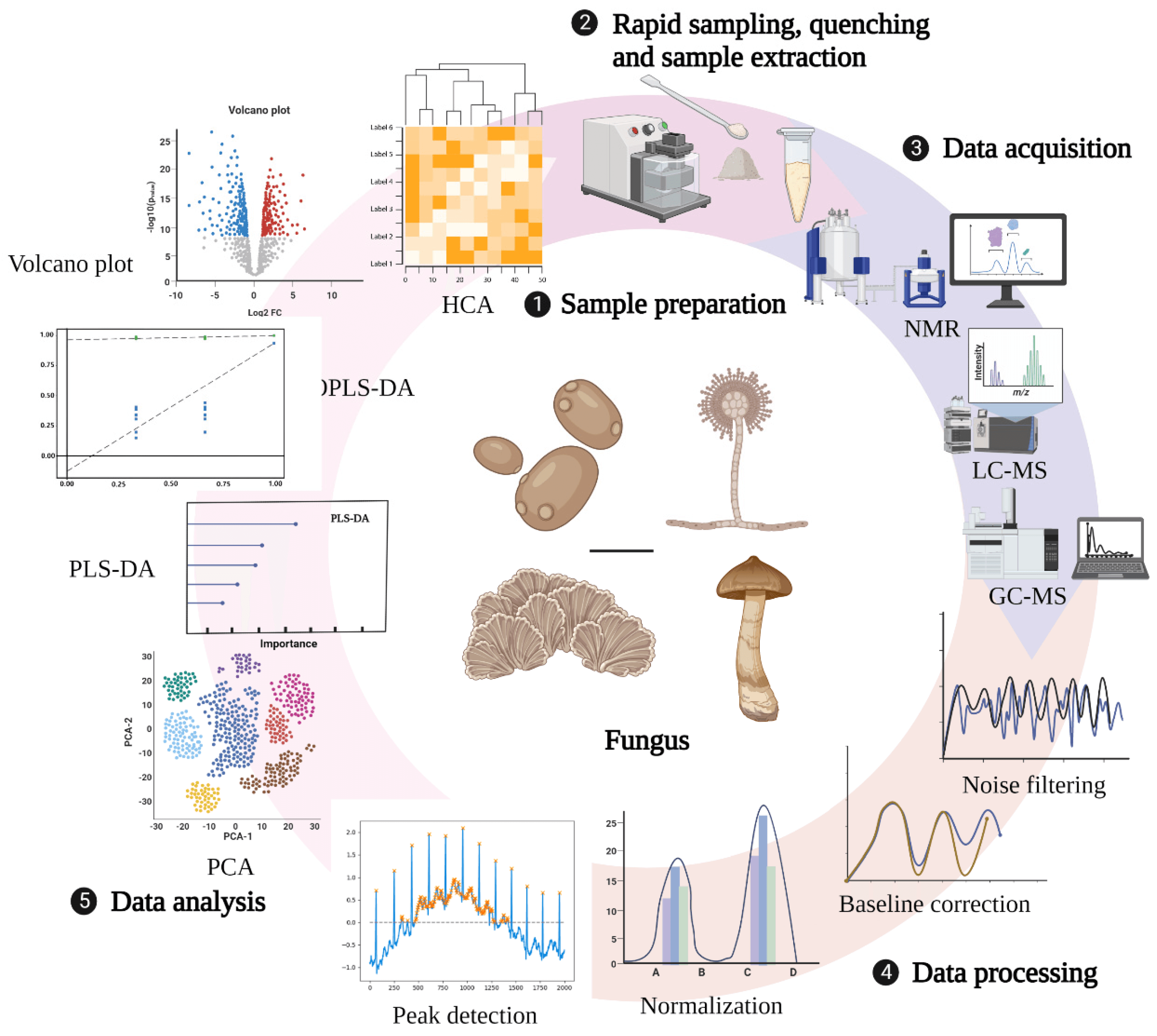 What Should We Really Be Testing in Functional Mushrooms?
